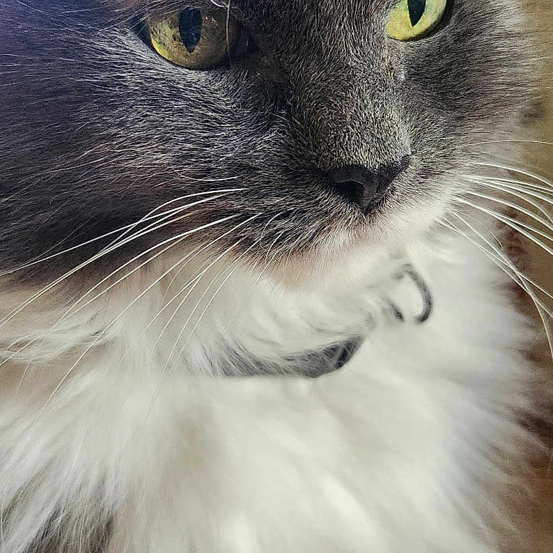 Dexter