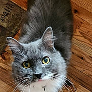 Dexter joined the competition — help win amazing prizes! cat, gray_cat, yellow_eyes, whiskers, fur, pet, animal, indoor, wooden_floor, close_up, looking_up, curious, fluffy, domestic_cat, mammal, portrait, face, ears, floor, mat