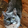 cat, gray_cat, yellow_eyes, whiskers, fur, pet, animal, indoor, wooden_floor, close_up, looking_up, curious, fluffy, domestic_cat, mammal, portrait, face, ears, floor, mat