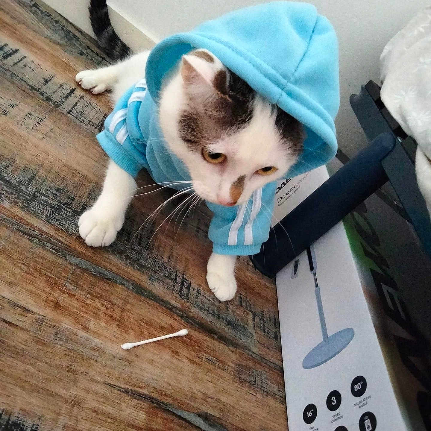 Oggy a rejoint le concours — aidez-le/la à gagner de superbes lots ! animal, architecture, building, canine, cat, dog, face, hardwood, head, indoors, interiordesign, kitten, outdoors, person, pet, photography, portrait, puppy, shelter, wood
