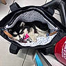 Blue Angel participe au concours pour gagner de l'argent avec cette photo : puppy, dog, bag, black_bag, floor, tile_floor, indoor, sleeping, cozy, small_dog, fur, pet, leash, pink_harness, zipper, keychain, chair_leg, fire_extinguisher, cute, resting