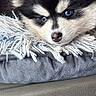 Blue Angel participe au concours pour gagner de l'argent avec cette photo : puppy, dog, husky, blue_eyes, close_up, resting, fluffy, blanket, fringe, fur, cute, pet, animal, young, face, portrait, cozy, indoors, texture, soft