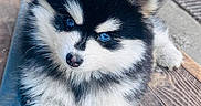 Blue Angel a rejoint le concours — aidez-le/la à gagner de superbes lots ! puppy, dog, blue_eyes, fluffy, black_and_white, wooden_floor, outdoor, pet, cute, animal, young_dog, fur, small, resting, close_up, portrait, adorable, canine, domestic_animal, paw