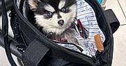 Blue Angel participe au concours pour gagner de l'argent avec cette photo : accessory, animal, bag, black_bag, blue_eyes, curious, cute, dog, fabric, fur, handle, indoor, looking_up, mammal, pet, portrait, puppy, small, tile_floor, zipper