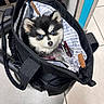 puppy, dog, bag, black_bag, blue_eyes, fur, cute, pet, indoor, tile_floor, zipper, curious, small, animal, portrait, looking_up, handle, fabric, accessory, mammal