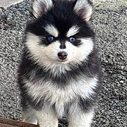 Blue Angel participe au concours pour gagner de l'argent avec cette photo : puppy, dog, blue_eyes, fluffy, black_and_white, fur, outdoor, wooden_surface, gravel, curious, pet, animal, cute, small, young, portrait, standing, adorable, nature, mammal