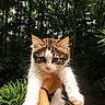 Pepper is registered to the contest to win money with this photo: kitten, cat, pet, animal, outdoor, forest, greenery, nature, hand, fur, whiskers, cute, young, eyes, portrait, holding, leaf, tree, sunlight, wild