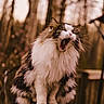 cat, fluffy, yawning, outdoor, wooden_railing, forest, animal, pet, nature, feline, long_hair, tabby, white_fur, brown_fur, closeup, wildlife, soft_light, morning, portrait, whiskers