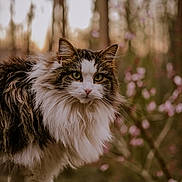 Pepper is registered to the contest to win money with this photo: cat, long_hair, animal, outdoor, nature, forest, tree, flower, blossom, wood, fur, pet, mammal, whiskers, portrait, close_up, greenery, sunlight, wildlife, cute