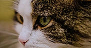 Pepper is registered to the contest to win money with this photo: cat, close_up, portrait, fluffy, green_eyes, whiskers, pink_nose, fur, animal, pet, indoor, focus, side_view, mammal, cute, feline, soft_light, texture, macro, domestic_cat