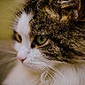 cat, close_up, portrait, fluffy, green_eyes, whiskers, pink_nose, fur, animal, pet, indoor, focus, side_view, mammal, cute, feline, soft_light, texture, macro, domestic_cat