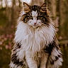 cat, fluffy, long_hair, green_eyes, animal, pet, outdoor, nature, wood, railing, forest, blurred_background, portrait, mammal, feline, whiskers, sitting, close_up, wildlife, cute