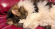 Pepper joined the competition — help win amazing prizes! animal, cat, cozy, curled_up, cute, domestic, feline, fluffy, fur, indoor, mammal, paw, pet, red_leather_couch, relaxed, resting, sleeping, soft, tabby, whiskers