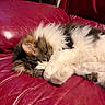 cat, fluffy, fur, paw, red_leather_couch, sleeping, resting, pet, indoor, cozy, feline, cute, curled_up, animal, whiskers, tabby, relaxed, soft, mammal, domestic