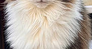 Simba is registered to the contest to win money with this photo: cat, fluffy, tabby, white_fur, outdoor, animal, pet, portrait, standing, yellow_eyes, fur, whiskers, face, ears, paws, wood, railing, stone_surface, nature, closeup