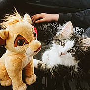 Simba joined the competition — help win amazing prizes! kitten, cat, plush_toy, stuffed_animal, lion, hand, car_interior, seat, fur, cute, pet, animal, toy, soft, indoor, relaxing, closeup, portrait, young, curious