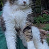 cat, fluffy, tabby, white_fur, outdoor, forest, greenery, person, arm, pet, animal, whiskers, nature, tree, leafy, calm, fur, portrait, domestic_cat, relaxed