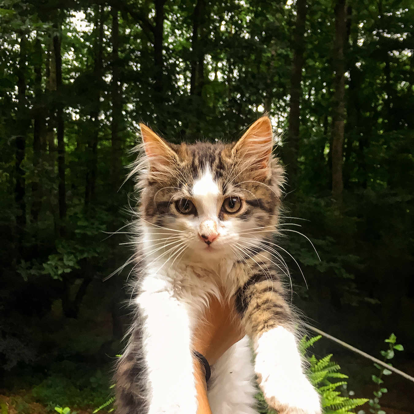 Simba