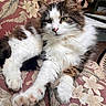 cat, fluffy, lounging, chair, floral_pattern, white_fur, brown_fur, green_eyes, indoor, pet, relaxed, animal, whiskers, paws, feline, cozy, cute, domestic_cat, resting, portrait
