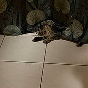 Grisous a rejoint le concours — aidez-le/la à gagner de superbes lots ! abyssinian, animal, architecture, blanket, building, cat, couch, furniture, indoors, interiordesign, kitten, livingroom, manx, person, pet, room, slate, sleeping, tile, wood