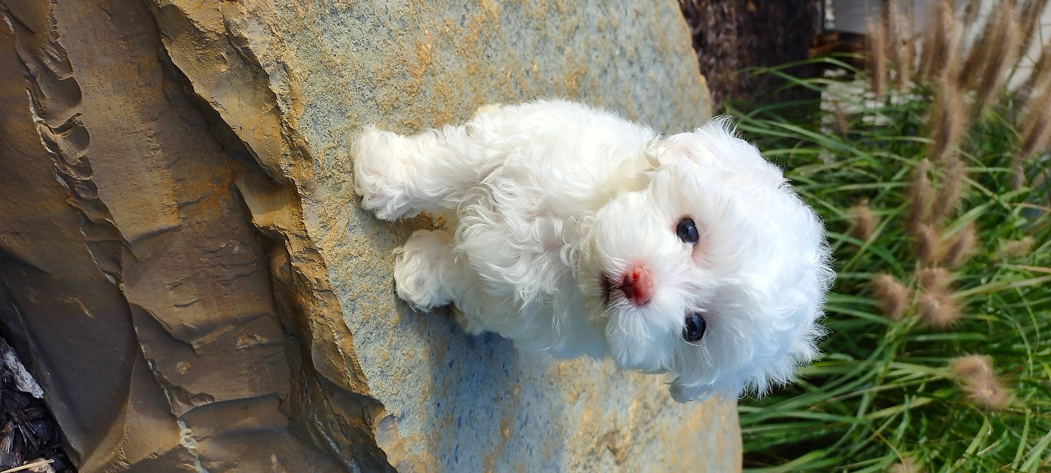 Arie joined the competition — help win amazing prizes! canidae, carnivore, companion_dog, dog, dog_breed, fur, maltepoo, non_sporting_group, plant, poodle, poodle_crossbreed, puppy, small_terrier, snout, sporting_group, terrier, toy_dog, wood