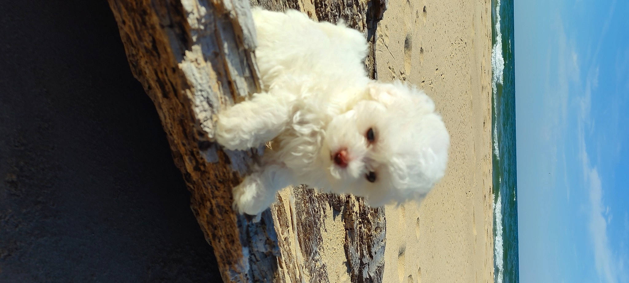 Arie is registered to the contest to win money with this photo: beak, bird, canidae, carnivore, chicken, cockatoo, dog_breed, eye, feather, fowl, galliformes, livestock, phasianidae, poultry, seabird, tail, water_bird, wildlife, wing, wood