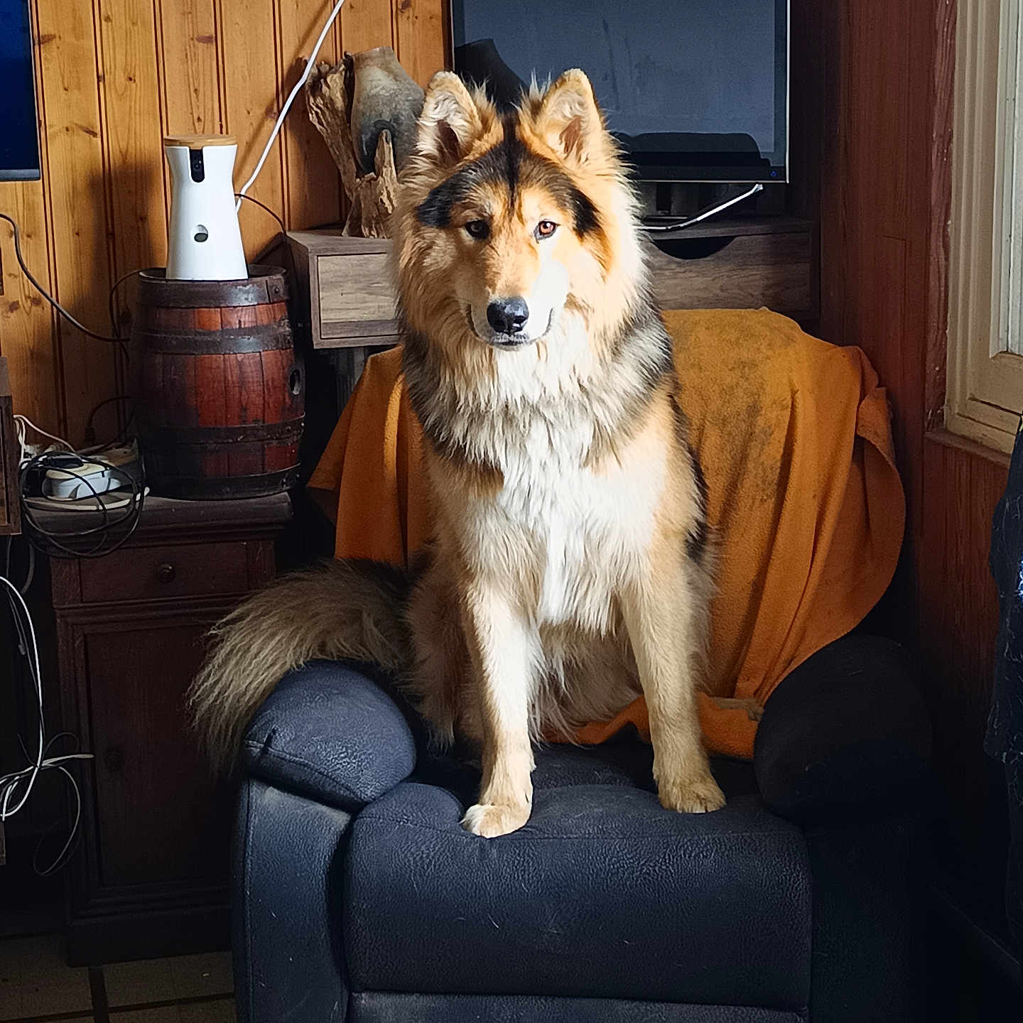 Zaïne participe au concours pour gagner de l'argent avec cette photo : armchair, black, blanket, brown, canine, companion, decor, dog, domestic_animal, fluffy, furniture, house, indoor, orange, pet, relaxed, room, sitting, television, wood_paneling