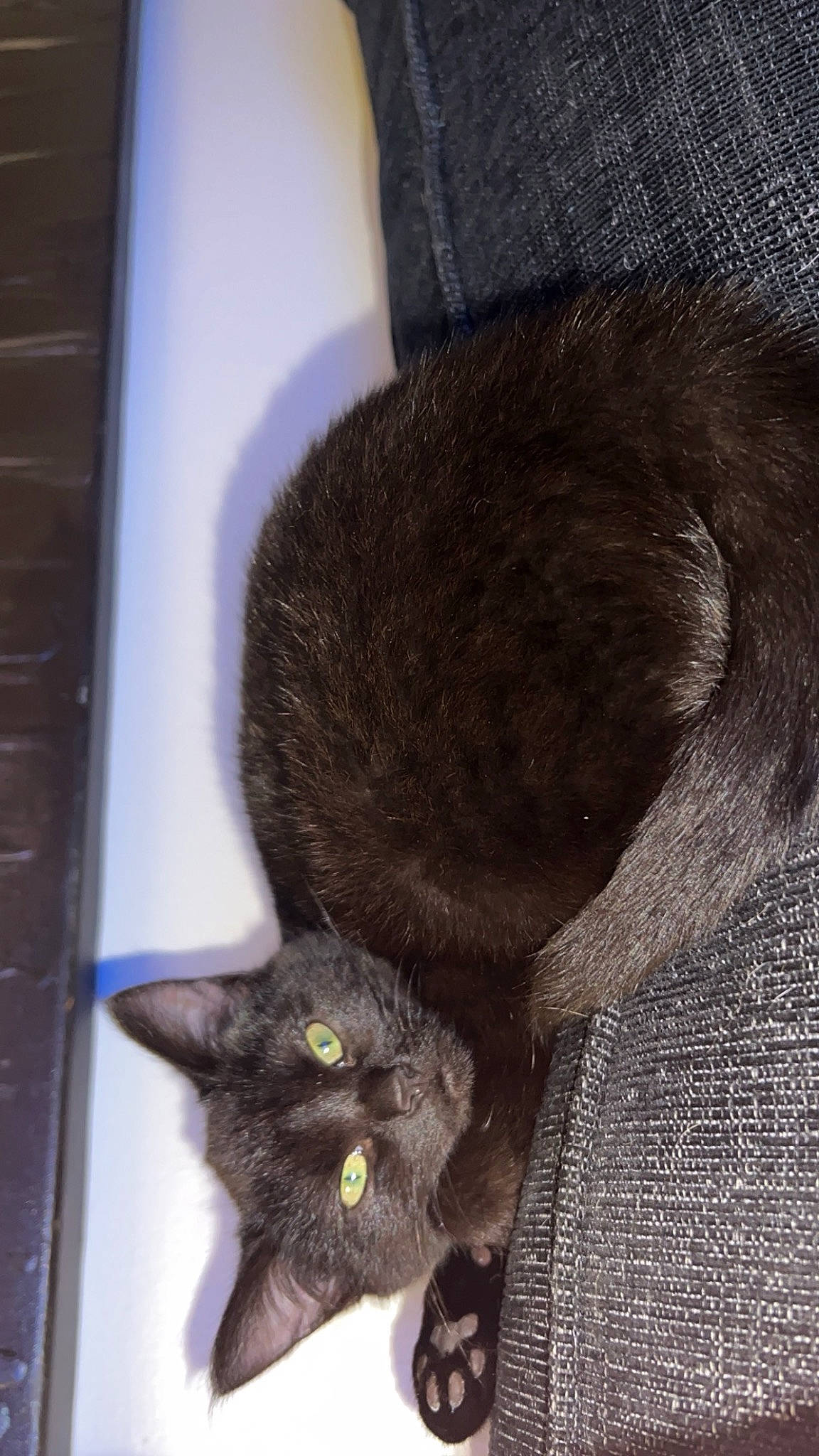 Cindy Lou joined the competition — help win amazing prizes! black_cat, bombay, carnivore, cat, claw, comfort, computer_keyboard, domestic_short_haired_cat, felidae, fur, grey, paw, small_to_medium_sized_cats, snout, tail, terrestrial_animal, whiskers