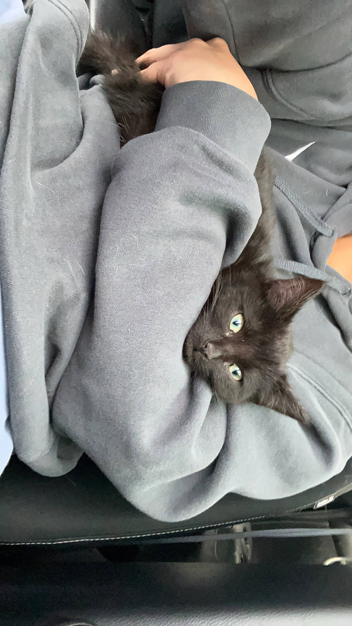 Cindy Lou joined the competition — help win amazing prizes! black_cat, carnivore, cat, comfort, domestic_short_haired_cat, felidae, fur, gesture, grey, human_leg, linens, plant, sitting, sleeve, small_to_medium_sized_cats, snout, tail, whiskers