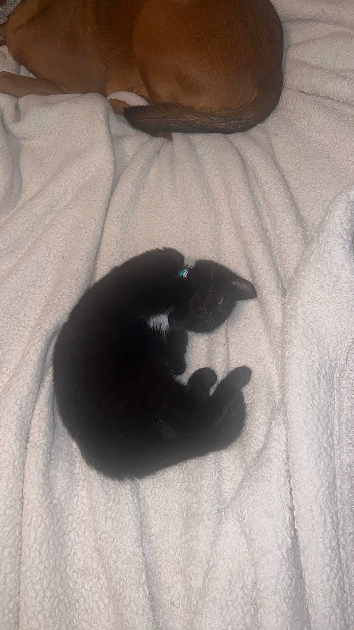 Cindy Lou joined the competition — help win amazing prizes! canidae, carnivore, comfort, companion_dog, dog, dog_breed, ear, fawn, gadget, grey, hand, linens, mammal, sleeve, snout, sporting_group, tail, terrestrial_animal, whiskers, working_animal