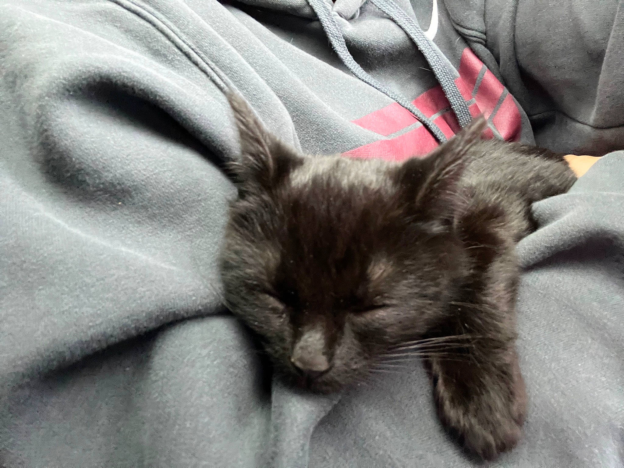 Cindy Lou joined the competition — help win amazing prizes! black_cat, carnivore, cat, claw, comfort, domestic_short_haired_cat, ear, felidae, fur, grey, linens, nap, paw, sleeve, small_to_medium_sized_cats, terrestrial_animal, whiskers