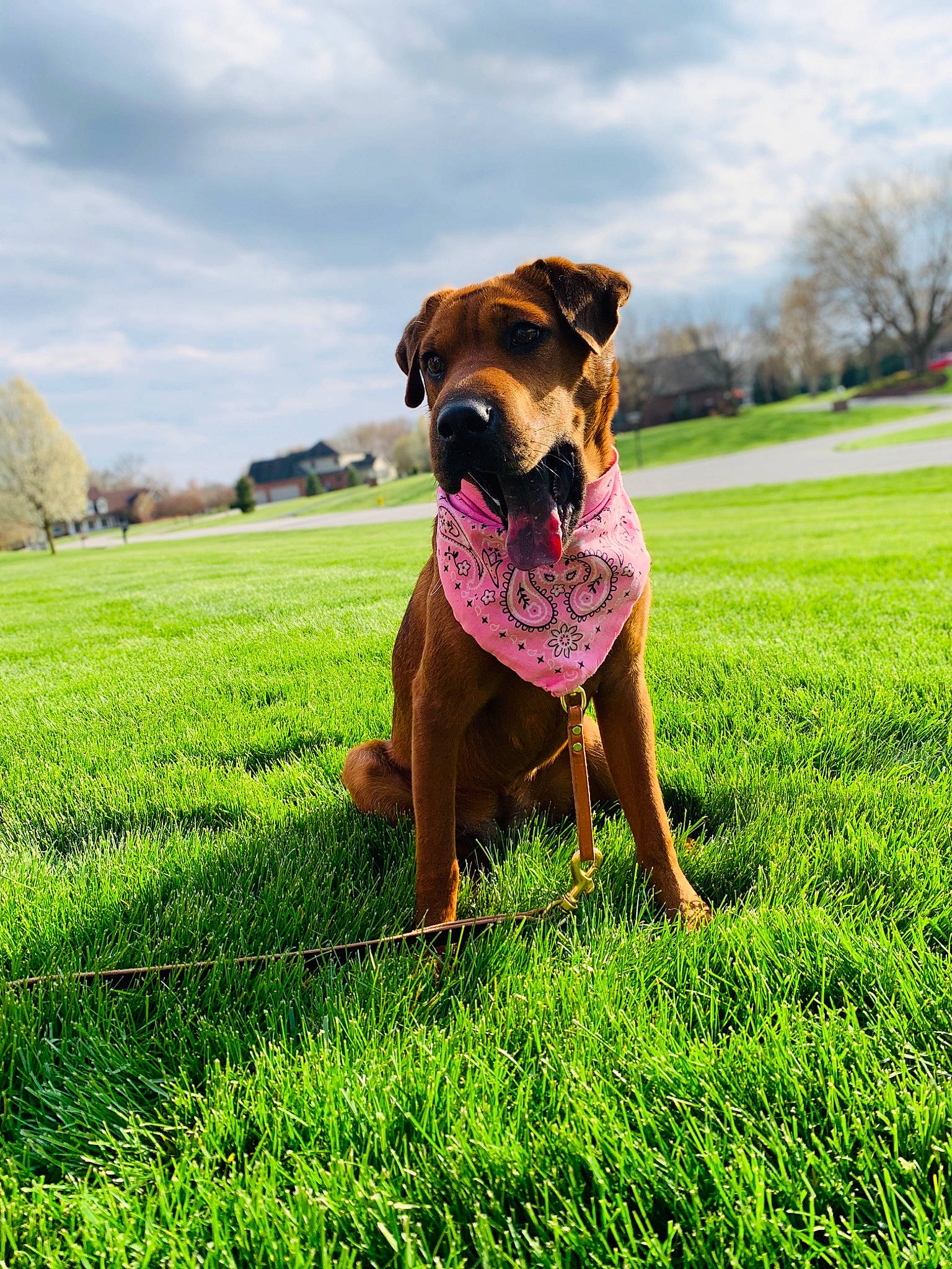 Sunday is registered to the contest to win money with this photo: ball, carnivore, cloud, companion_dog, dog, dog_breed, fawn, grass, grassland, happy, landscape, lawn, pasture, people_in_nature, plant, prairie, sky, snout, tree, working_animal