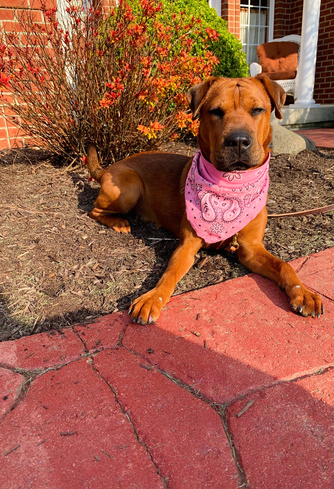 Sunday is registered to the contest to win money with this photo: building, canidae, carnivore, collar, companion_dog, dog, dog_breed, dog_collar, dog_supply, fawn, flooring, flower, grass, pet_supply, plant, road_surface, sidewalk, snout, window, working_animal