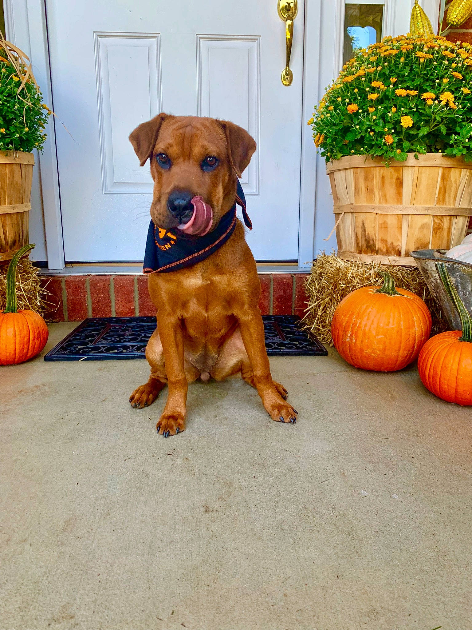 Sunday is registered to the contest to win money with this photo: calabaza, carnivore, collar, companion_dog, cucurbita, dog, dog_breed, dog_collar, fawn, flower, flowerpot, gourd, grass, houseplant, orange, plant, porch, pumpkin, winter_squash, working_animal