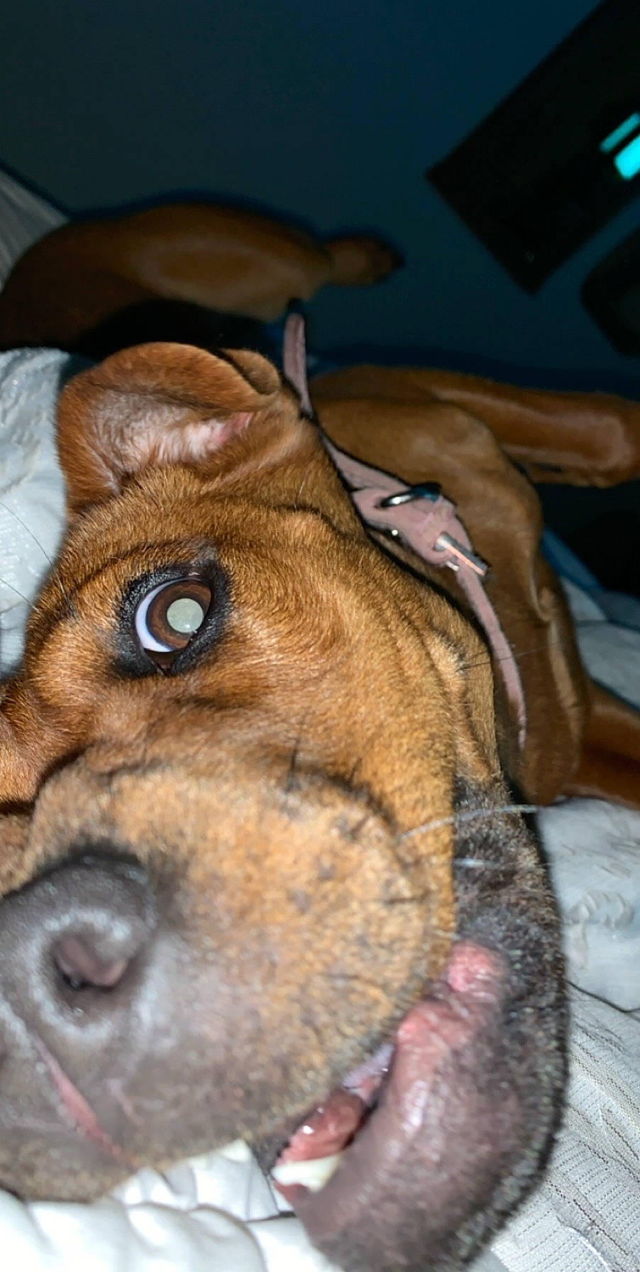 Sunday is registered to the contest to win money with this photo: brown, canidae, carnivore, close_up, collar, companion_dog, dog, dog_breed, ear, fawn, fur, guard_dog, liver, non_sporting_group, snout, sporting_group, whiskers, working_animal, wrinkle