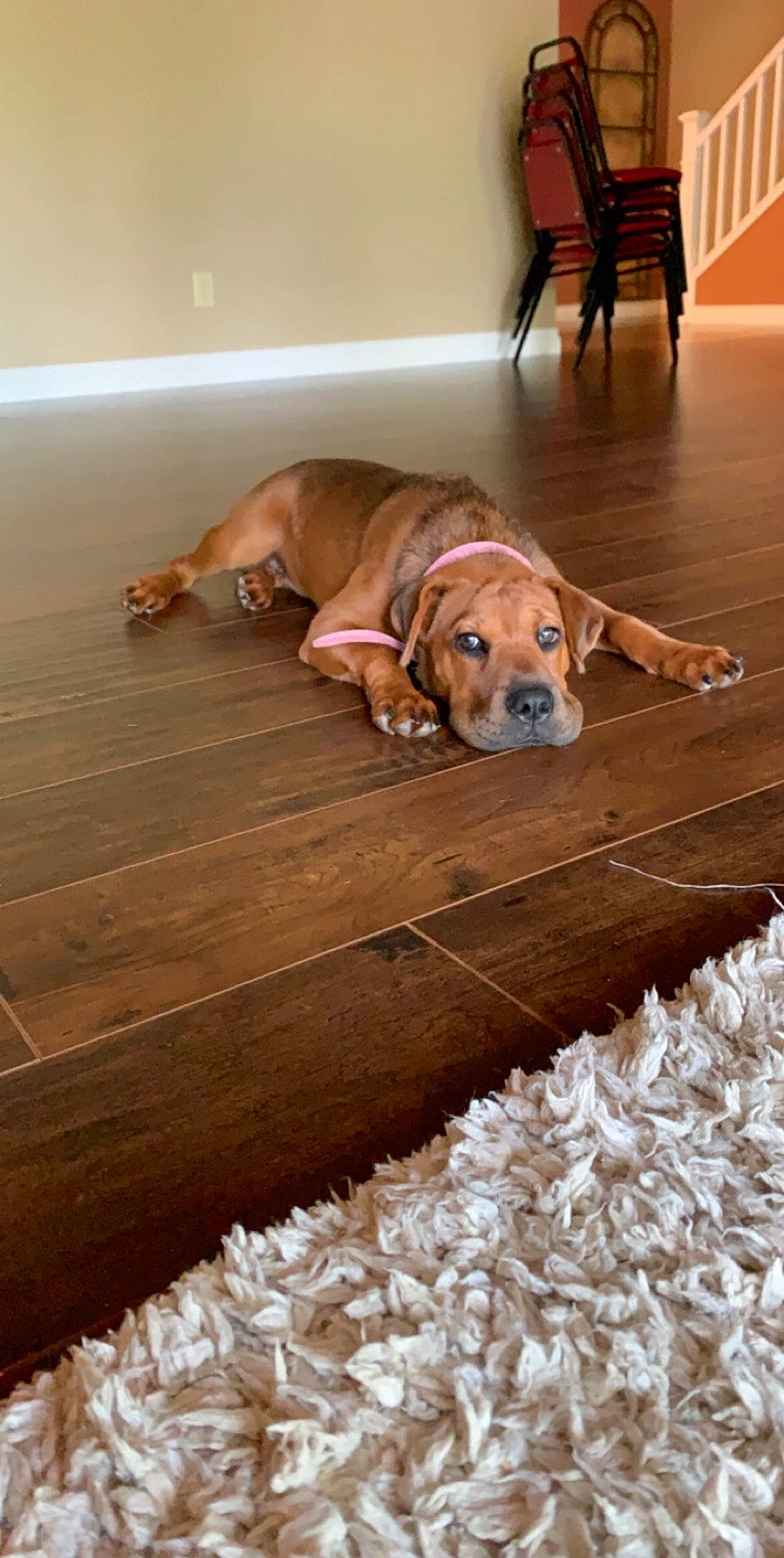 Sunday joined the competition — help win amazing prizes! carnivore, comfort, companion_dog, dog, dog_breed, fawn, floor, flooring, hardwood, laminate_flooring, liver, mammal, pet_supply, snout, sporting_group, varnish, wood, wood_flooring, wood_stain, working_animal