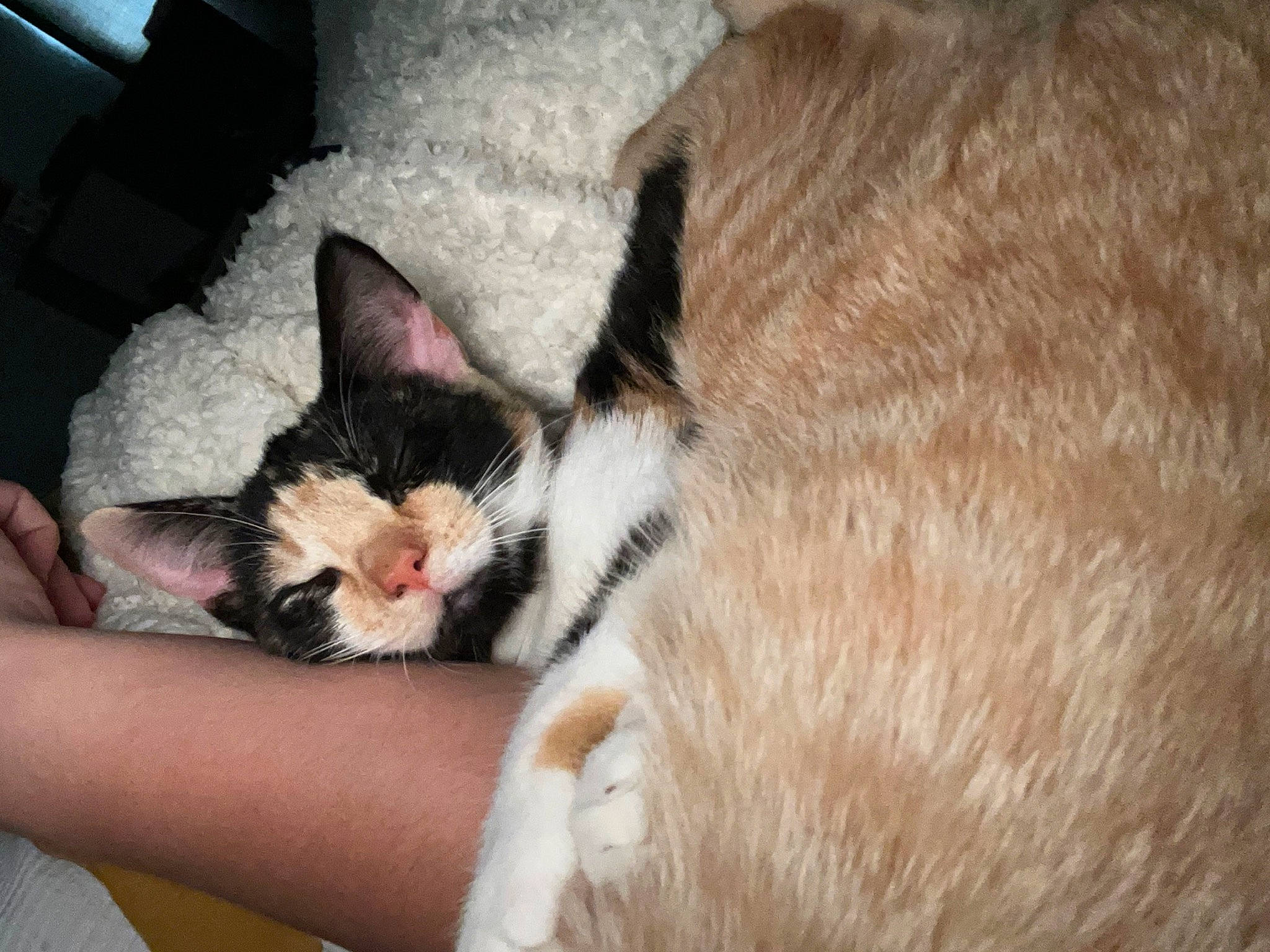 Samoa is registered to the contest to win money with this photo: carnivore, cat, claw, comfort, domestic_short_haired_cat, ear, eye, felidae, foot, fur, gesture, hand, human_leg, lap, leg, paw, small_to_medium_sized_cats, snout, tail, whiskers