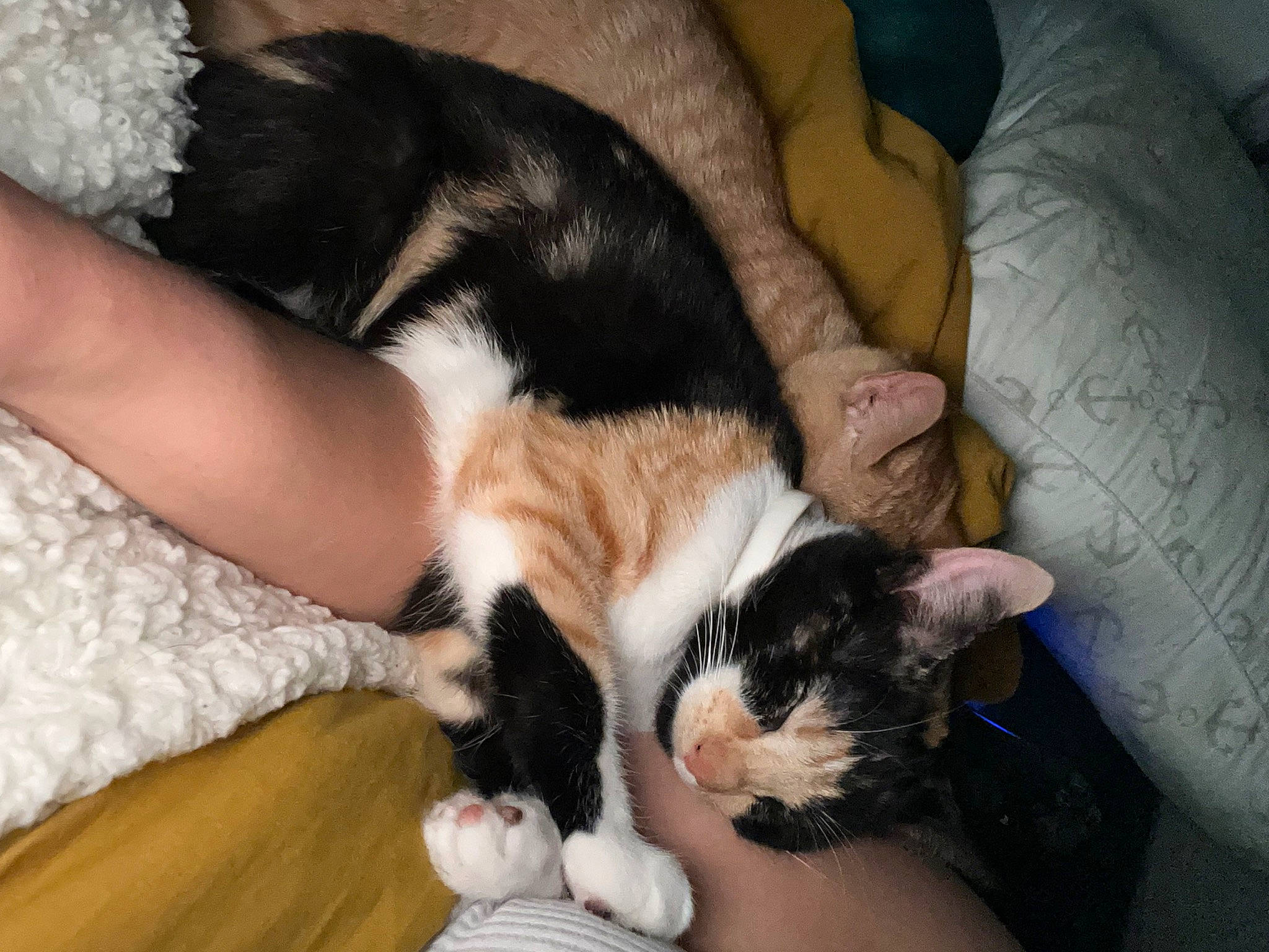 Samoa joined the competition — help win amazing prizes! carnivore, cat, comfort, domestic_short_haired_cat, eye, fawn, felidae, finger, foot, fur, gesture, hand, human_leg, lap, nail, small_to_medium_sized_cats, snout, tail, thigh, whiskers