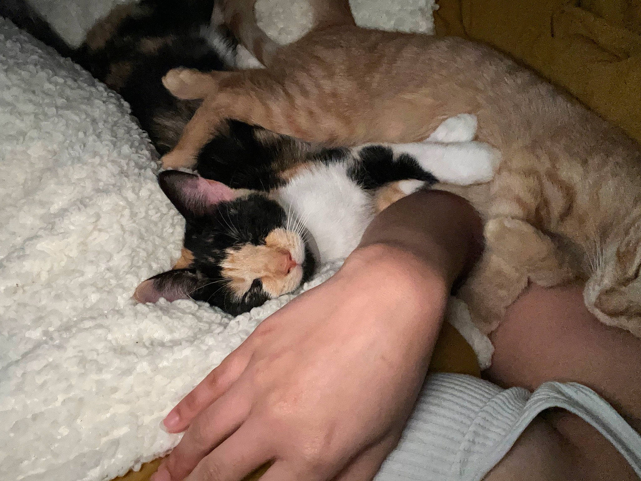 Samoa is registered to the contest to win money with this photo: canidae, carnivore, cat, comfort, companion_dog, dog_breed, domestic_short_haired_cat, fawn, felidae, foot, fur, human_leg, linens, nail, paw, small_to_medium_sized_cats, snout, sporting_group, tail, whiskers