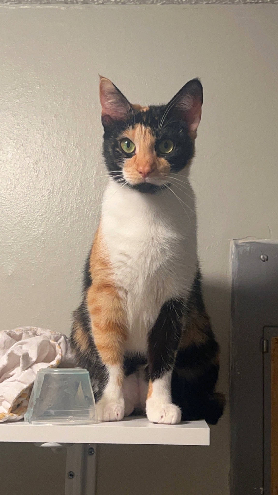 Samoa joined the competition — help win amazing prizes! box, carnivore, cat, domestic_short_haired_cat, felidae, fur, office_supplies, paw, sitting, small_to_medium_sized_cats, snout, tail, whiskers