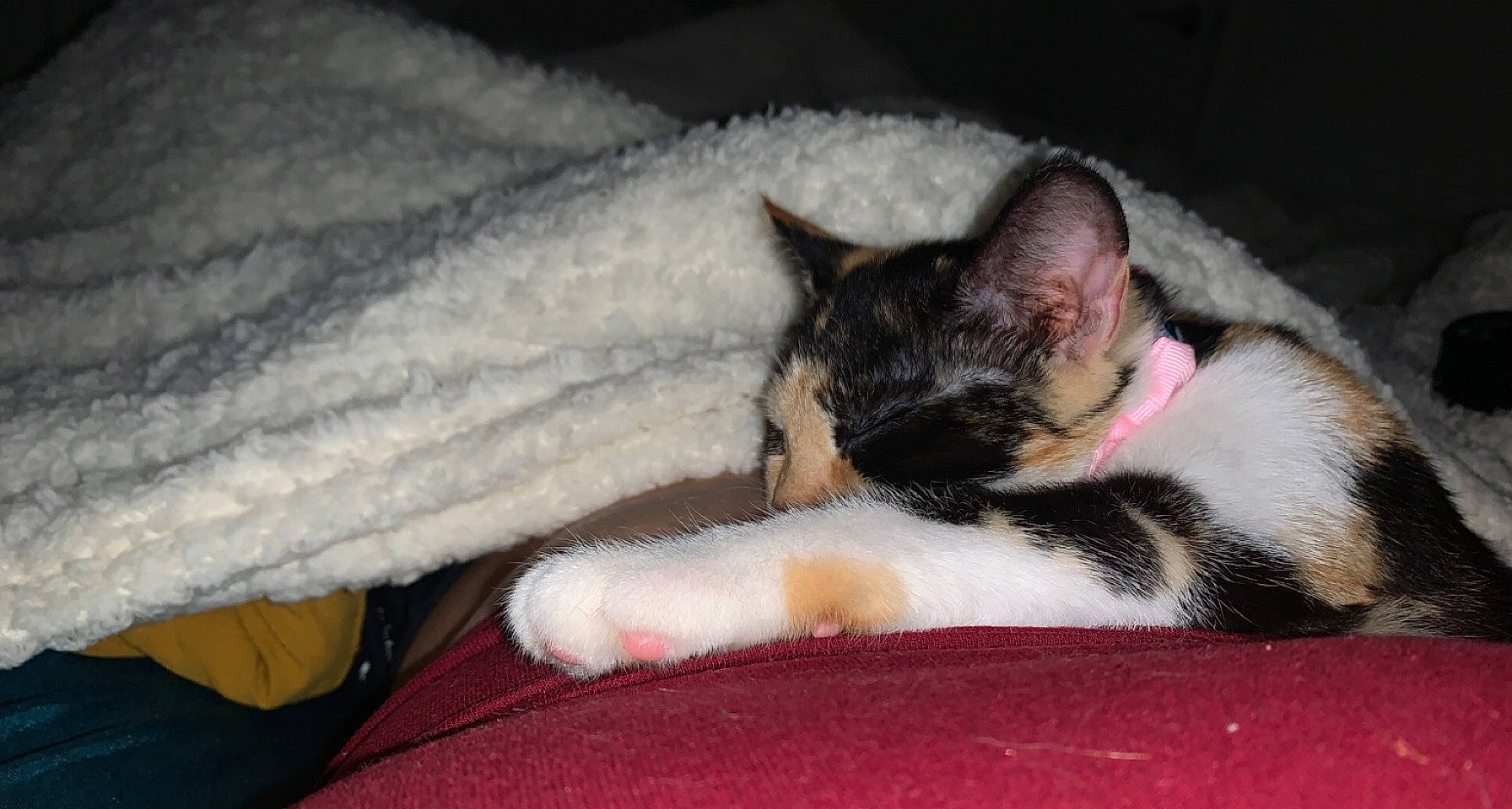 Samoa joined the competition — help win amazing prizes! carmine, carnivore, cat, cat_supply, claw, comfort, domestic_short_haired_cat, felidae, foot, fur, human_leg, lap, linens, nap, paw, sleep, small_to_medium_sized_cats, snout, tail, whiskers