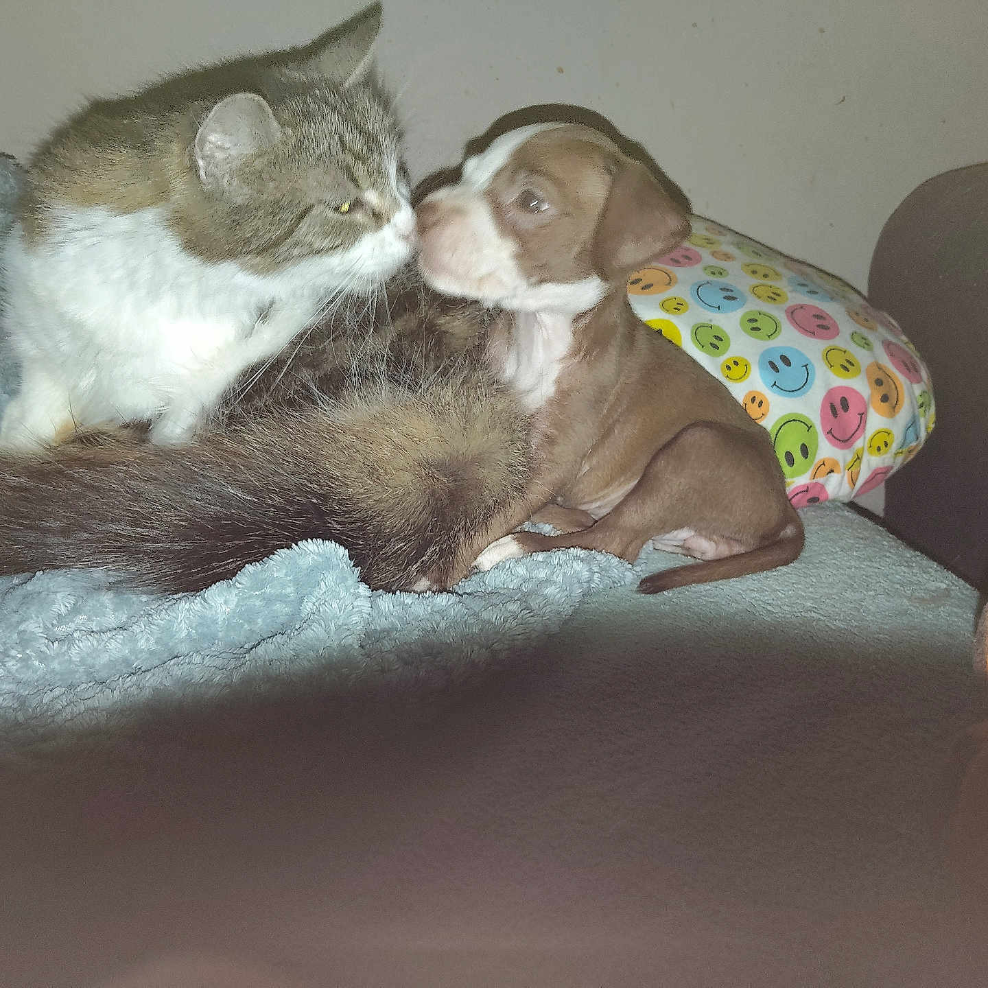 Luna a rejoint le concours — aidez-le/la à gagner de superbes lots ! cat, puppy, animal, pet, furry, blanket, pillow, smiley_faces, indoor, cozy, cute, friendship, snuggle, tail, fur, small_dog, tabby_cat, resting, soft, domestic