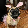 Sherman joined the competition — help win amazing prizes! dog, pug, costume, bunny_ears, pink_tutu, pet, indoors, wooden_floor, kitchen, animal, cute, funny_expression, brown_dog, small_dog, looking_up, pet_costume, domestic_animal, adorable, playful, face