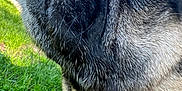 Sherman joined the competition — help win amazing prizes! dog, pug, close_up, outdoor, grass, whiskers, fur, mouth, teeth, street, daytime, sunlight, reflection, eye, snout, pet, canine, animal, nature, suburban