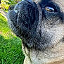 dog, pug, close_up, outdoor, grass, whiskers, fur, mouth, teeth, street, daytime, sunlight, reflection, eye, snout, pet, canine, animal, nature, suburban