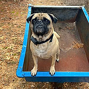 Sherman joined the competition — help win amazing prizes! dog, pug, animal, pet, outdoor, metal_cart, blue_cart, collar, fall_leaves, pine_needles, forest_floor, cute, looking_up, standing, brown_fur, small_dog, nature, rusty_cart, canine, expression