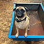 dog, pug, animal, pet, outdoor, metal_cart, blue_cart, collar, fall_leaves, pine_needles, forest_floor, cute, looking_up, standing, brown_fur, small_dog, nature, rusty_cart, canine, expression