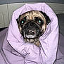 Sherman joined the competition — help win amazing prizes! dog, pug, blanket, purple, wrapped, cute, pet, indoors, snug, cozy, fur, face, expression, animal, companion, bedroom, portrait, cute_pet, domestic_animal, canine