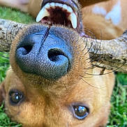 Turbo participe au concours pour gagner de l'argent avec cette photo : dog, close_up, nose, teeth, grass, stick, playful, pet, animal, outdoor, brown_fur, whiskers, canine, funny_perspective, snout, chewing, nature, tongue_hidden, daylight, focus_on_nose