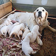 Sathi participe au concours pour gagner de l'argent avec cette photo : adorable, animals, blanket, canine, cozy, dog, family, fluffy, golden_retriever, indoor, litter, mother_dog, nursing, pet, portrait, puppies, quilt, sleeping, white_puppies, wooden_bed
